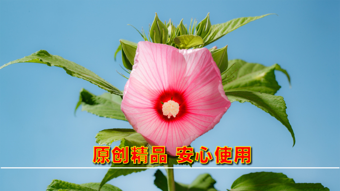 开花延时 鲜花延时