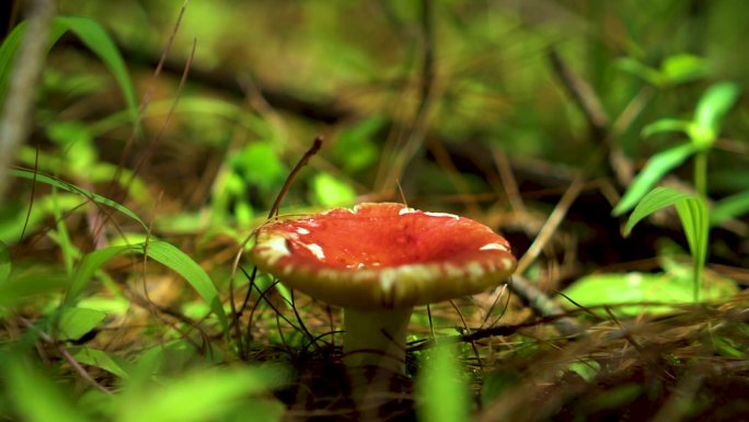 罕见毒蘑菇菌类云南森林里的蘑菇微距摄影