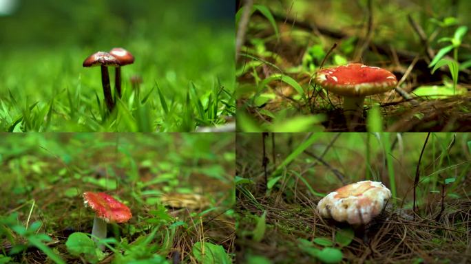 罕见毒蘑菇菌类云南森林里的蘑菇微距摄影