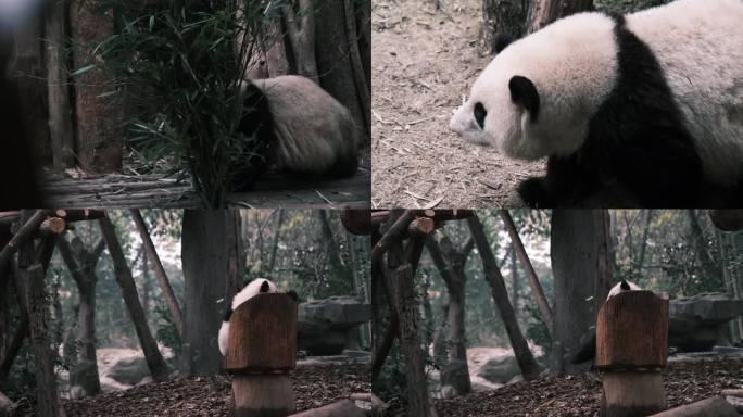 4k成都大熊猫花花玩耍吃竹子幼年熊猫