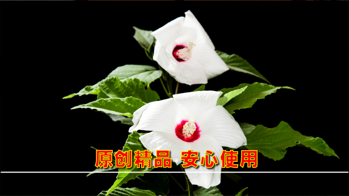 开花延时 鲜花延时 春天延时摄影2