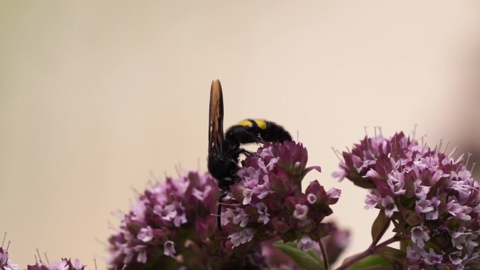 一只有毛的侧翅黄蜂(侧翅黄蜂)正在一朵粉红色的花上觅食