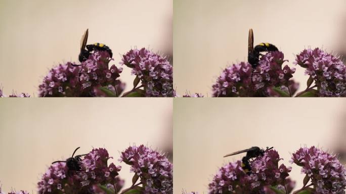 一只有毛的侧翅黄蜂(侧翅黄蜂)正在一朵粉红色的花上觅食
