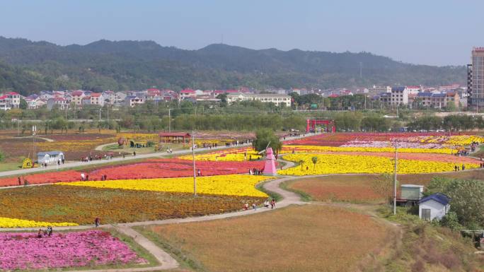 湖南临湘“菊博园”风光