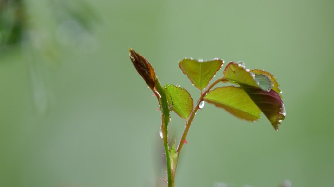 月季 绿叶 细雨 6