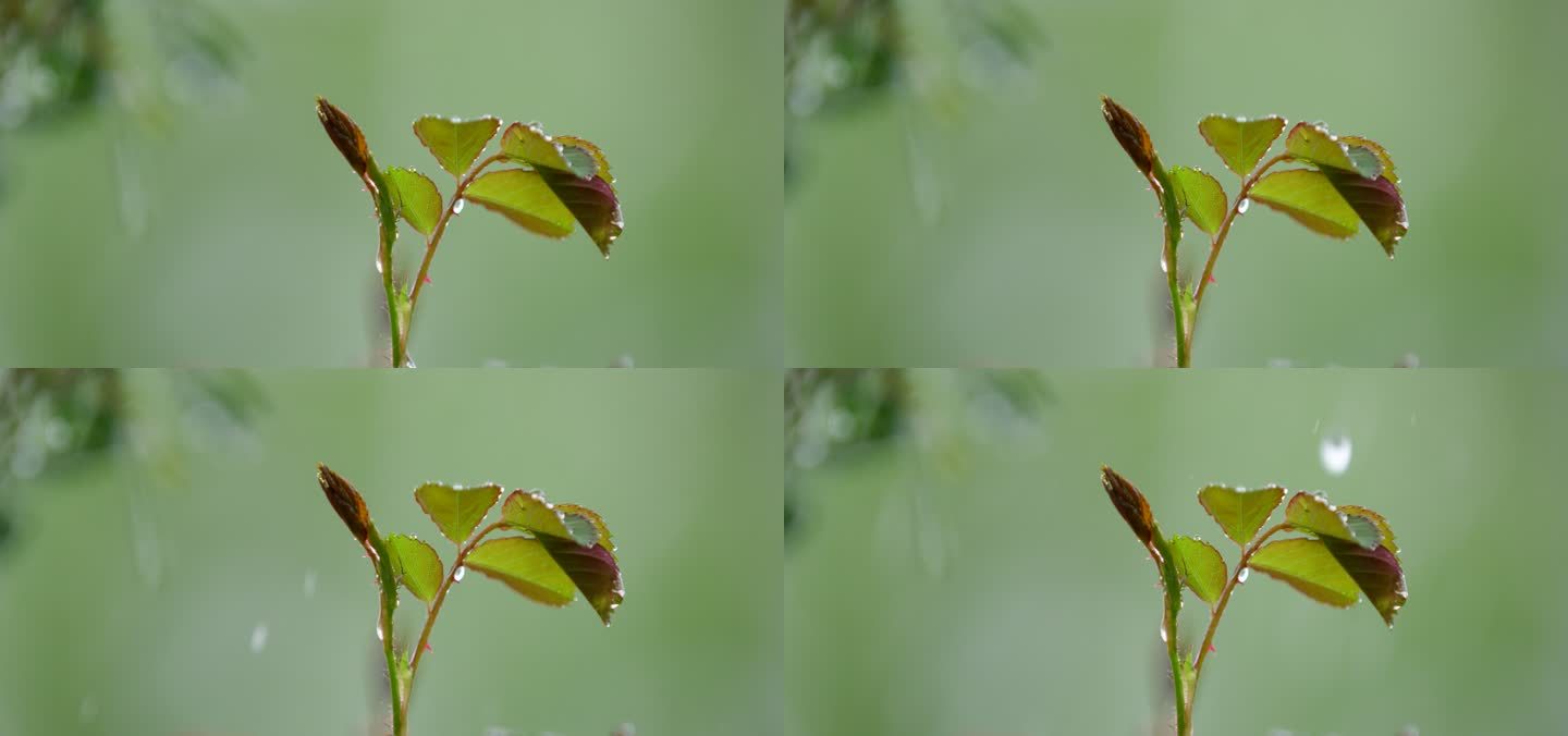 月季 绿叶 细雨 6