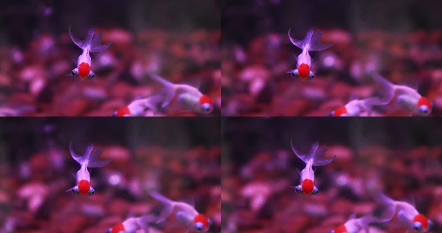 观赏鱼 鱼缸里的金鱼游动 慢镜头