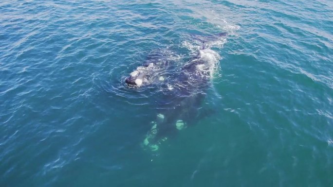跟踪两只成年南露脊鲸在水中向前移动和潜水