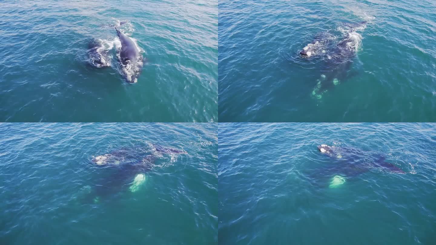 跟踪两只成年南露脊鲸在水中向前移动和潜水