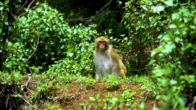野生猴子打架猴群慢动作特写森林里的动物