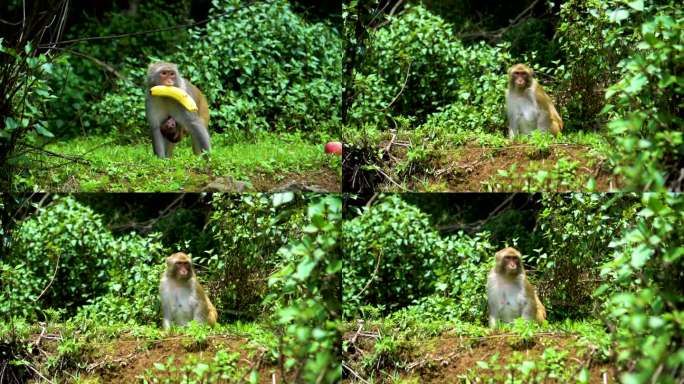 野生猴子打架猴群慢动作特写森林里的动物