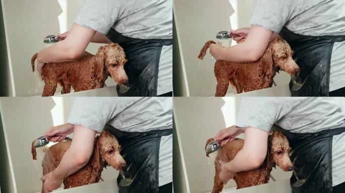 宠物水疗中心，美容师在浴缸里小心地为贵宾犬洗澡