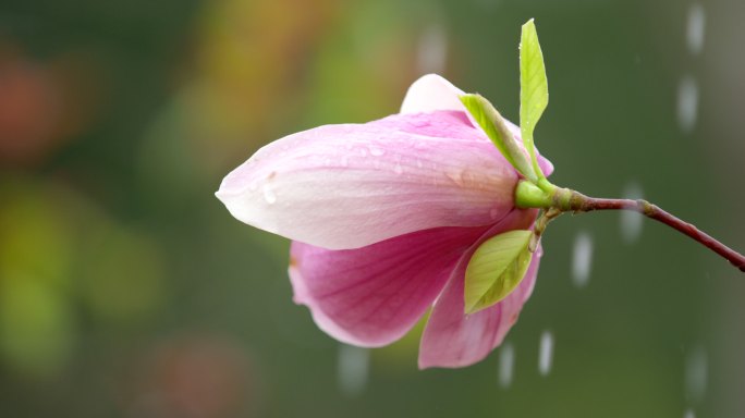 玉兰花 绿叶 细雨 13