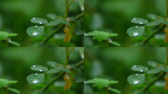 月季 绿叶 细雨 11