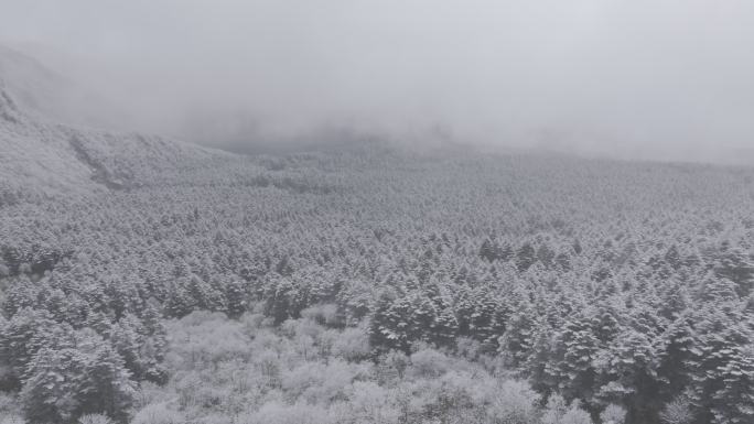 大瓦山森林下雪冬季氛围风景航拍