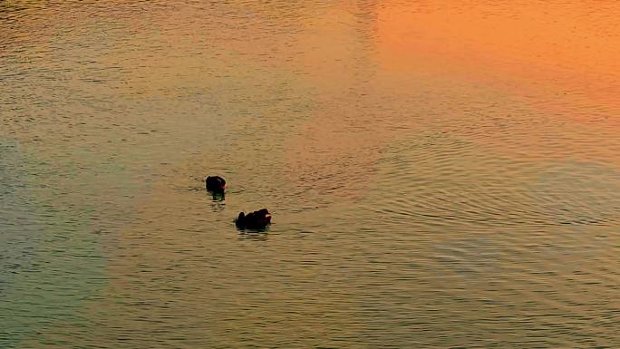 金色夕阳一对黑天鹅在水面上游动