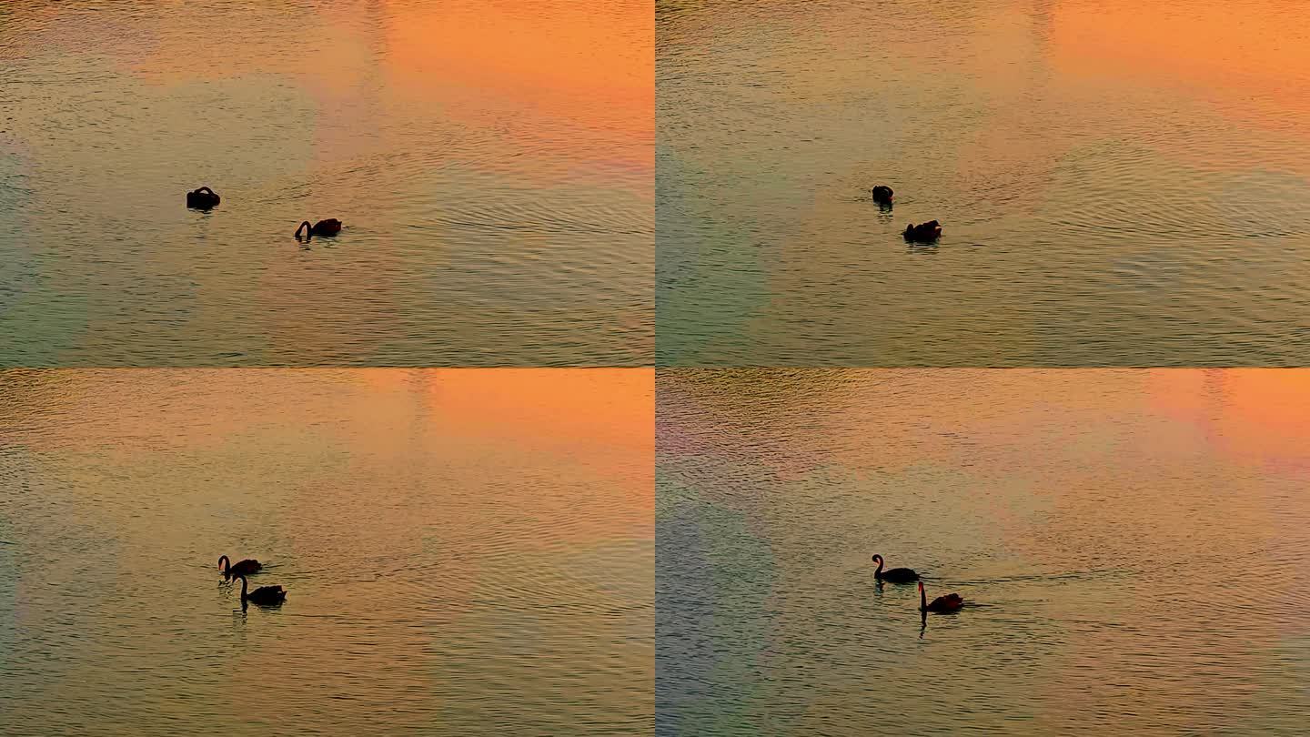 金色夕阳一对黑天鹅在水面上游动