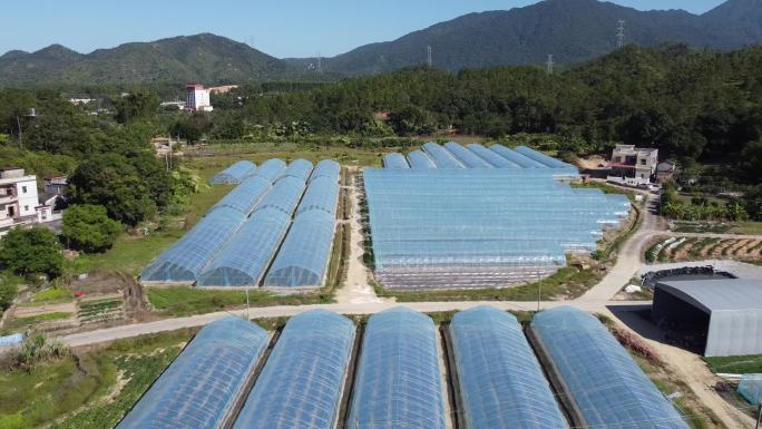 深圳惠州农场大棚种菜生态低碳