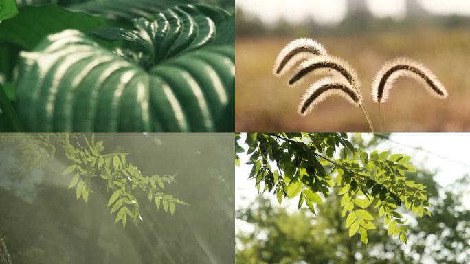 阳光下的花草