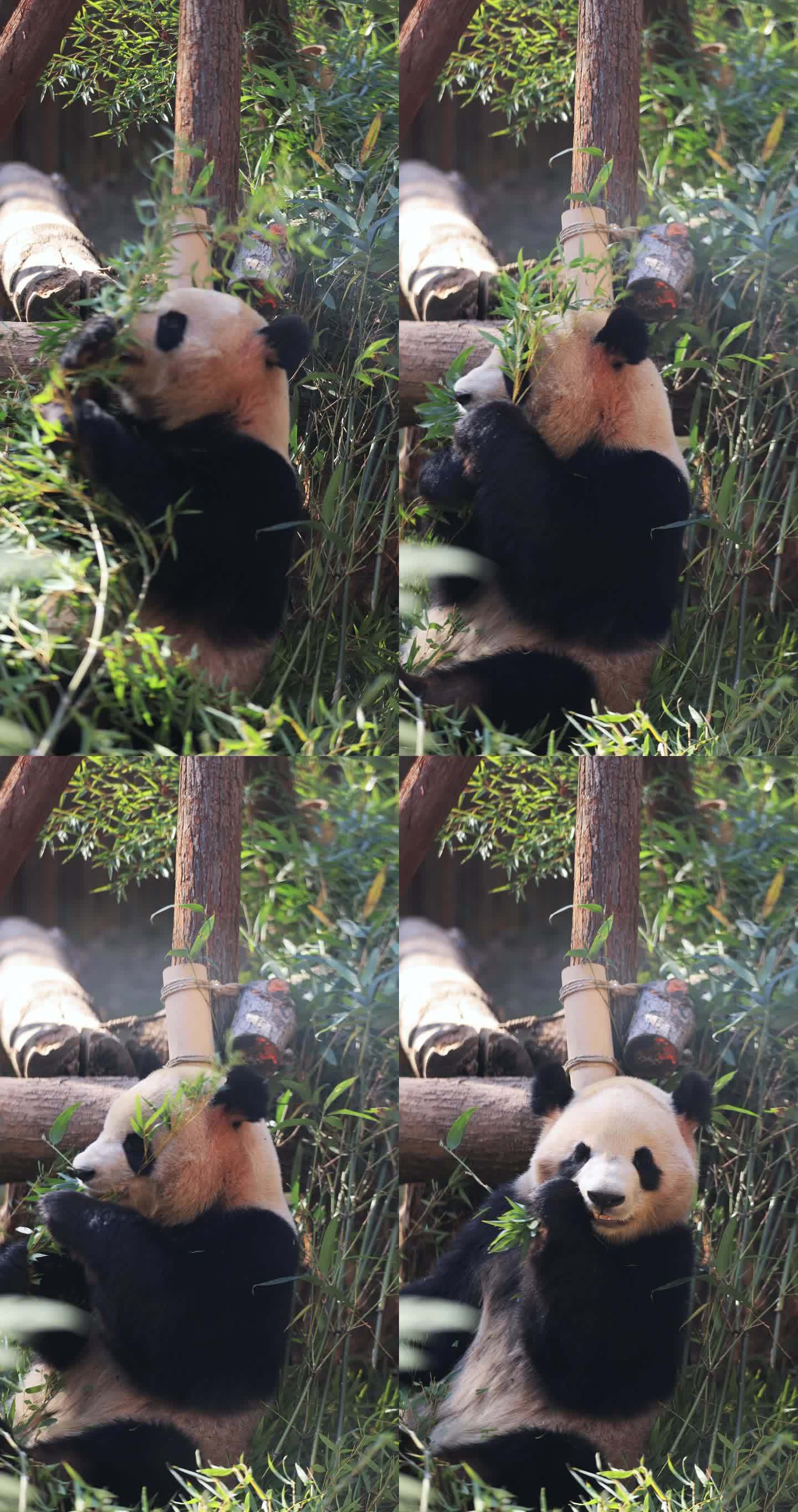 杭州动物园大熊猫吃竹子8K竖屏实拍