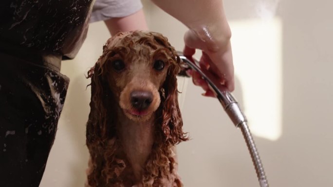 女性专业洗澡棕色贵宾犬与淋浴在宠物沙龙