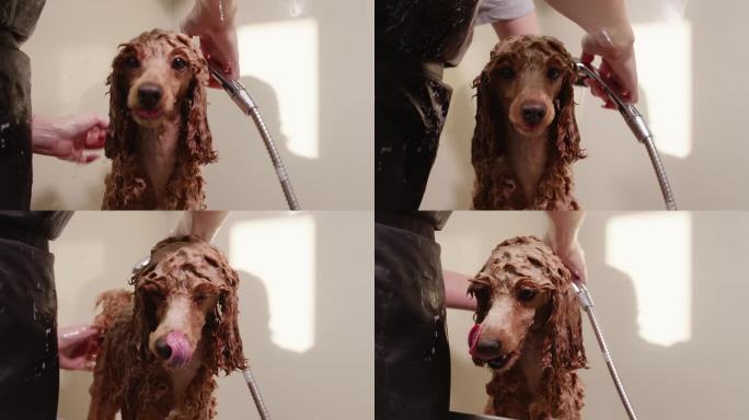 女性专业洗澡棕色贵宾犬与淋浴在宠物沙龙