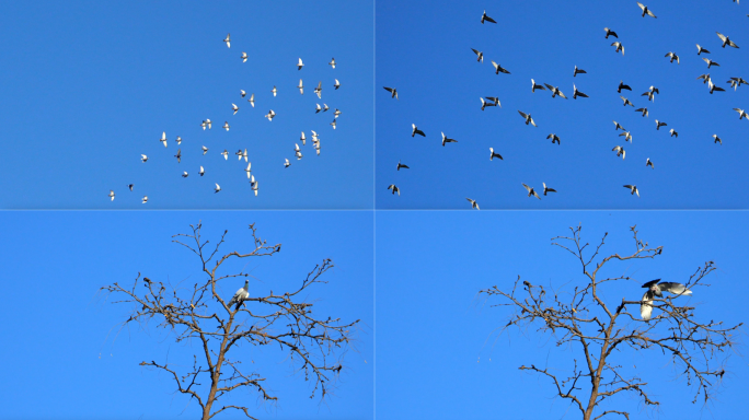 蓝天飞翔的鸽子和树4k