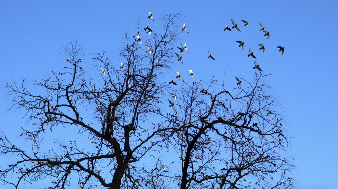蓝天飞翔的鸽子和树4k