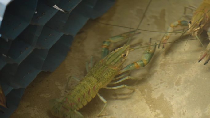 澳洲小龙虾养殖