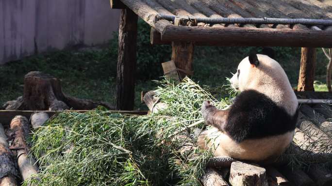 大熊猫吃竹子慢镜头