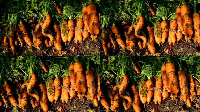 胡萝卜在花园里收获生长。有选择性的重点。食物。