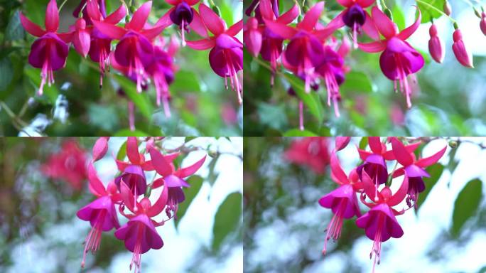 紫红色的花在阳光下绽放，像美丽的小灯笼照亮了花园