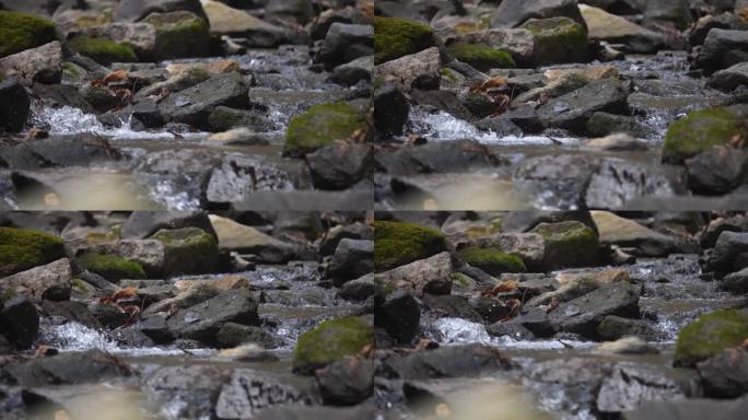 清澈的山间溪水升格慢动作