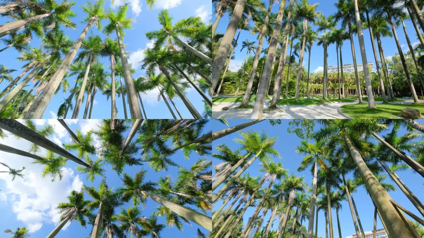 唯美夏天阳光棕榈树林大王椰子树