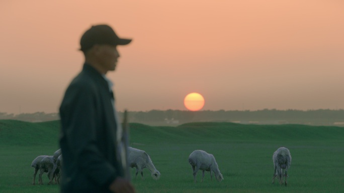 夕阳下放羊老人草原牧场羊群夕阳