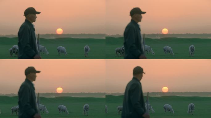 夕阳下放羊老人草原牧场羊群夕阳
