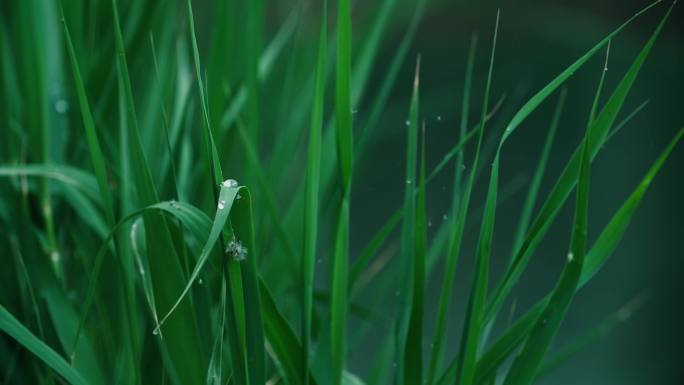 湖面雨滴水边芦苇水珠湿地水鸟雨季阴雨天