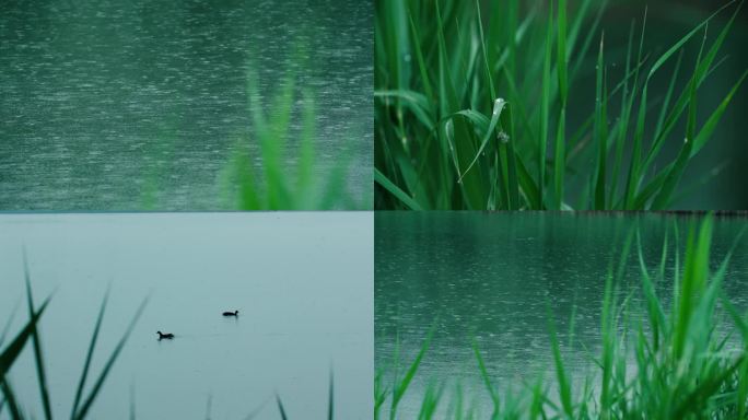 湖面雨滴水边芦苇水珠湿地水鸟雨季阴雨天