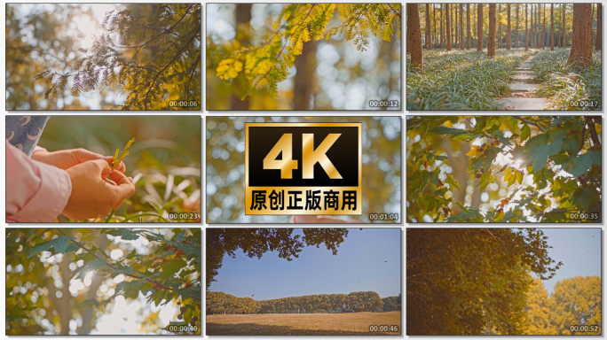 4K秋季唯美阳光落叶