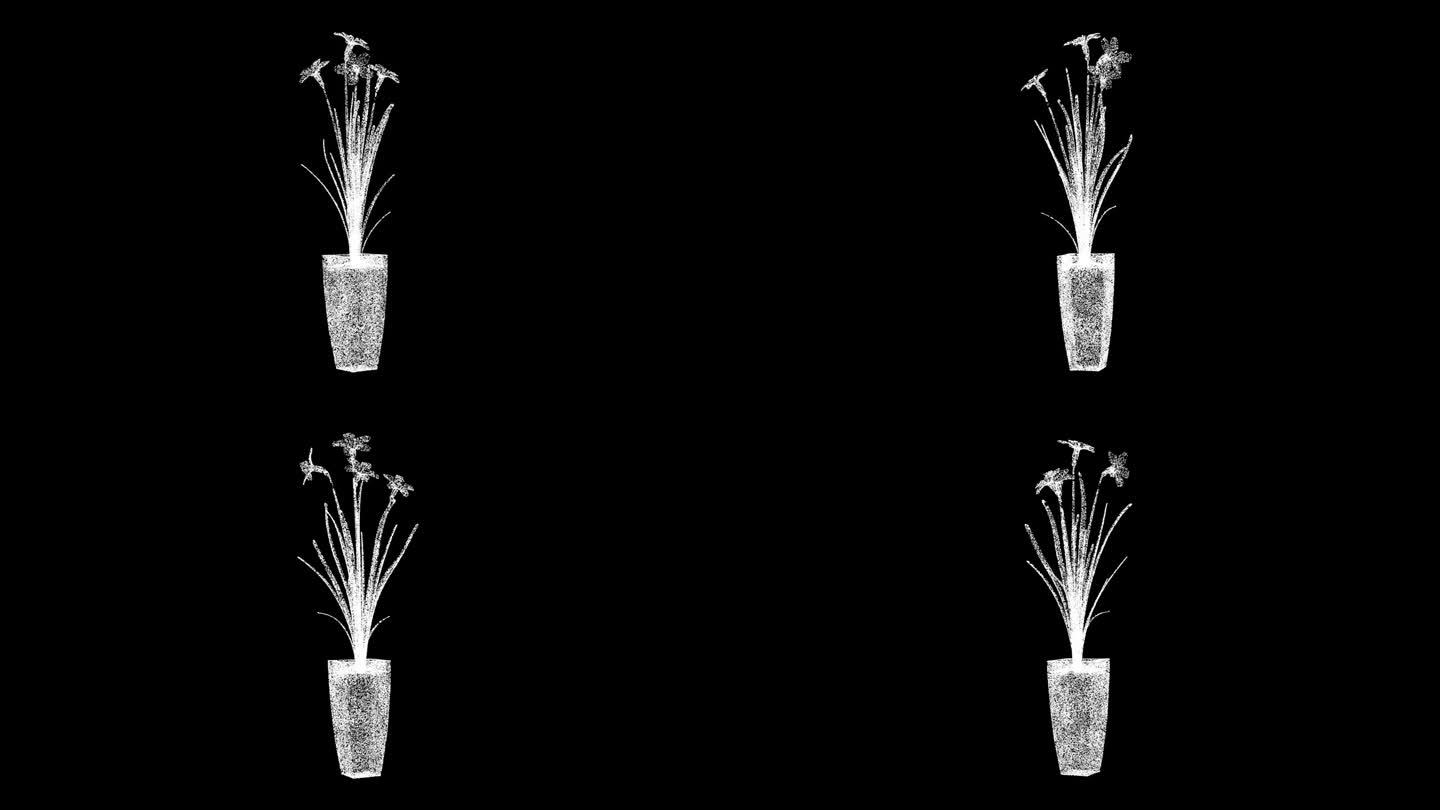 3D水仙花在一个锅旋转黑色背景。春暖花开的概念。家居装饰。商业广告背景。用于标题，文本，演示。3d动