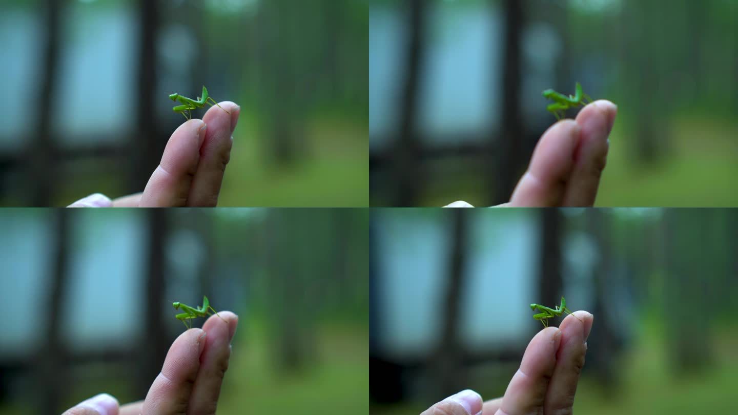 手指尖上的螳螂特写微距镜头