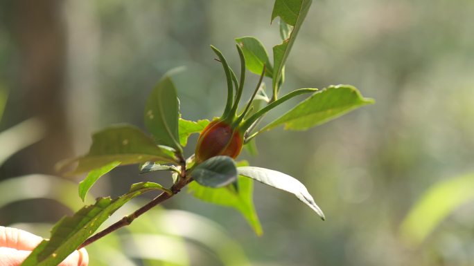 栀子花果实