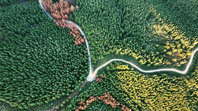 4K秋天森林自然风景航拍