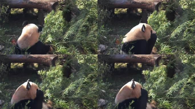 杭州动物园大熊猫春生吃竹子8K实拍
