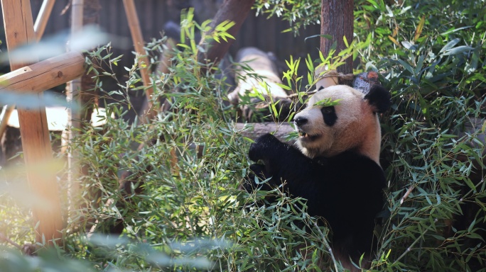 杭州动物园大熊猫吃竹子8K实拍