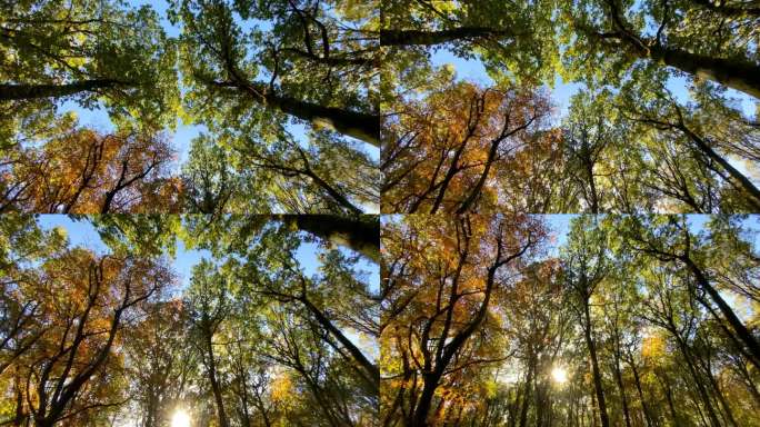 充满活力的树冠向下延伸到透过森林闪闪发光的阳光