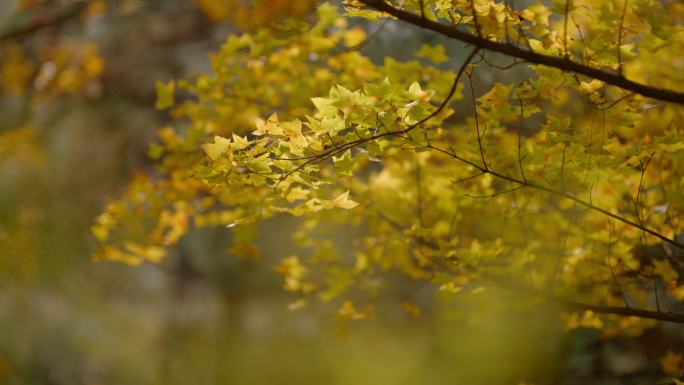 秋天金色枫叶柳荫大道唯美空镜水中枯树