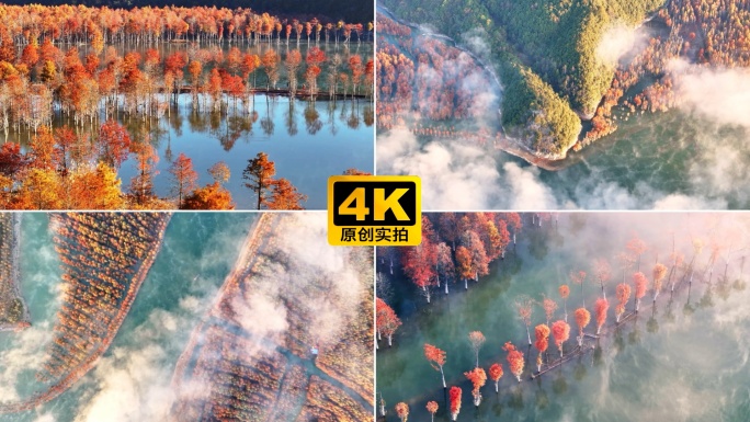 宣城 落羽杉 红杉林 空境 小景