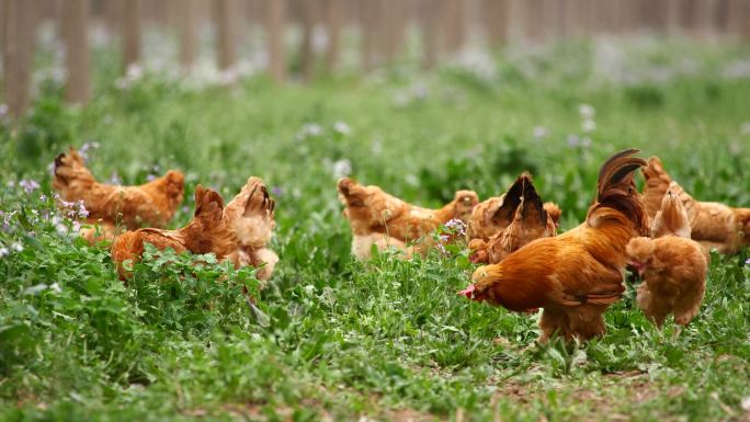 高清素材农业养殖鸡食草鸡