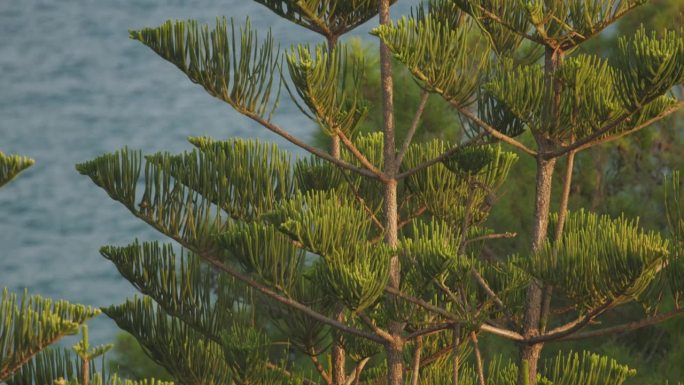 土耳其松。针叶树的一种。这种树是诺福克岛特有的。本地名诺福克。有时被称为星松，没有刺，不会掉针